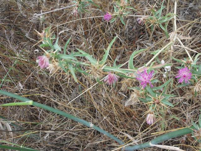 Centaurea calcitrapa/Fiordaliso stellato